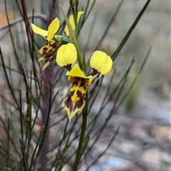 Diuris sulphurea (Tiger Orchid) at Bungonia, NSW - 6 Oct 2024 by RobynHall