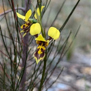 Diuris sulphurea at Bungonia, NSW - 6 Oct 2024