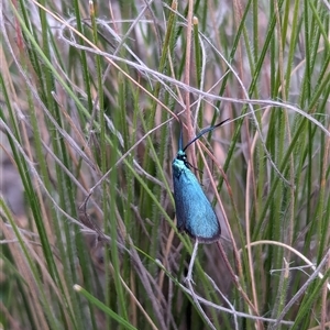 Pollanisus (genus) at Bungonia, NSW - 6 Oct 2024