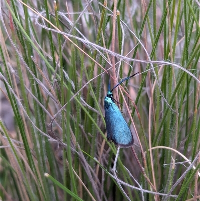 Pollanisus (genus) (A Forester Moth) at Bungonia, NSW - 6 Oct 2024 by RobynHall