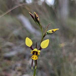 Diuris sulphurea at Bungonia, NSW - 6 Oct 2024