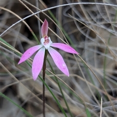 Caladenia fuscata (Dusky Fingers) at Bungonia, NSW - 6 Oct 2024 by RobynHall