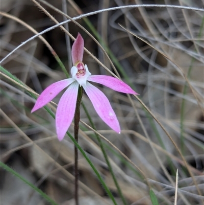 Caladenia fuscata (Dusky Fingers) at Bungonia, NSW - 6 Oct 2024 by RobynHall