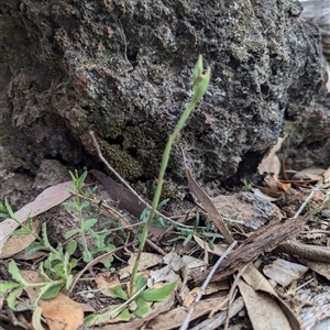 Oligochaetochilus calceolus at Bungonia, NSW - 6 Oct 2024