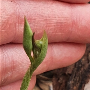 Oligochaetochilus calceolus at Bungonia, NSW - suppressed