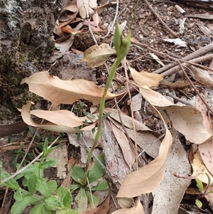 Oligochaetochilus calceolus at Bungonia, NSW - suppressed