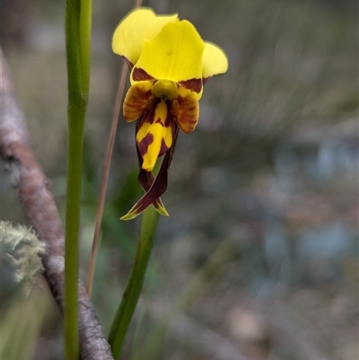 Diuris sulphurea (Tiger Orchid) at Bungonia, NSW - 6 Oct 2024 by RobynHall