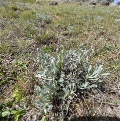 Chrysocephalum apiculatum at Tharwa, ACT - 6 Oct 2024