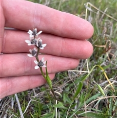 Wurmbea dioica subsp. dioica (Early Nancy) at Tharwa, ACT - 6 Oct 2024 by nathkay