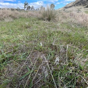 Wurmbea dioica subsp. dioica at Tharwa, ACT - 6 Oct 2024 02:33 PM