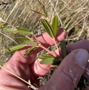 Podolobium alpestre at Cotter River, ACT - 1 Oct 2024 02:23 PM