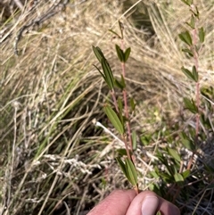 Podolobium alpestre at Cotter River, ACT - 1 Oct 2024 02:23 PM