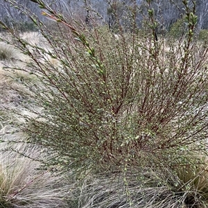 Pimelea pauciflora at Cotter River, ACT - 2 Oct 2024