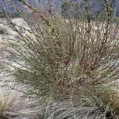 Pimelea pauciflora (Poison Rice Flower) at Cotter River, ACT - 2 Oct 2024 by nathkay