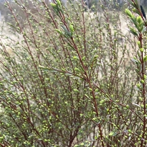 Pimelea pauciflora at Cotter River, ACT - 2 Oct 2024