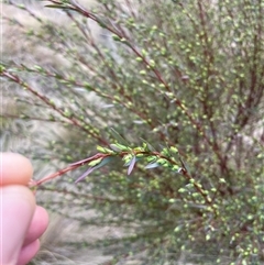 Pimelea pauciflora at Cotter River, ACT - 2 Oct 2024