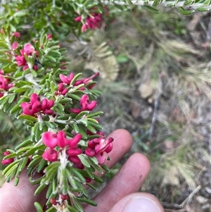 Grevillea lanigera at Cotter River, ACT - 1 Oct 2024