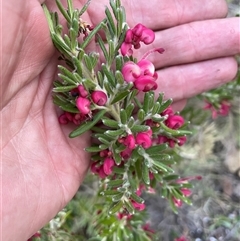 Grevillea lanigera at Cotter River, ACT - 1 Oct 2024