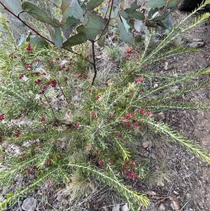 Grevillea lanigera at Cotter River, ACT - 1 Oct 2024