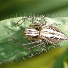 Oxyopes elegans (Elegant Lynx Spider) at Hall, ACT - 6 Oct 2024 by Anna123