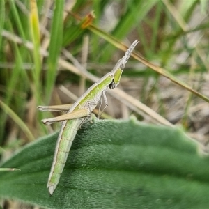 Keyacris scurra at Bungendore, NSW - 6 Oct 2024