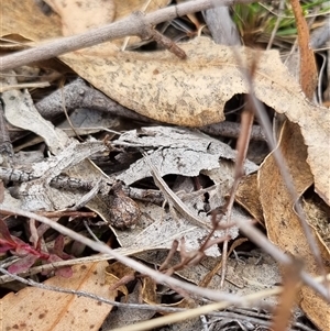 Keyacris scurra at Bungendore, NSW - 6 Oct 2024