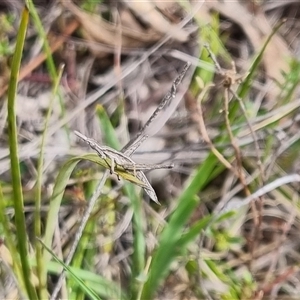 Keyacris scurra at Bungendore, NSW - 6 Oct 2024