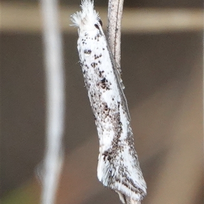 Dascia sagittifera (A Stem Borer moth (Lyonetiidae)) at Hall, ACT - 6 Oct 2024 by Anna123