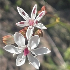 Burchardia umbellata (Milkmaids) at Termeil, NSW - 6 Oct 2024 by Clarel