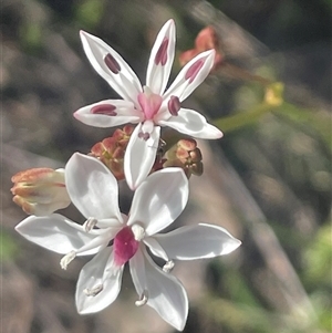 Burchardia umbellata at Termeil, NSW - 6 Oct 2024