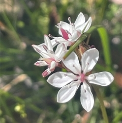 Burchardia umbellata at Termeil, NSW - 6 Oct 2024