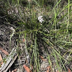 Burchardia umbellata at Termeil, NSW - 6 Oct 2024