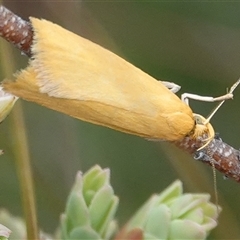 Eulechria electrodes (Yellow Eulechria Moth) at Hall, ACT - 6 Oct 2024 by Anna123