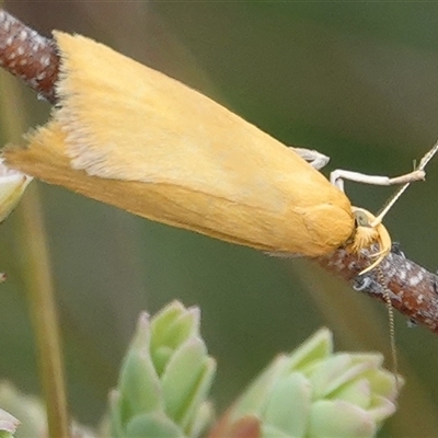 Eulechria electrodes (Yellow Eulechria Moth) at Hall, ACT - 5 Oct 2024 by Anna123