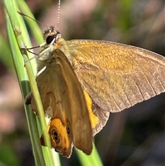 Hypocysta metirius (Brown Ringlet) at Ulladulla, NSW - 6 Oct 2024 by Clarel