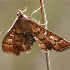 Nacoleia rhoeoalis (A Crambid moth (Spilomelinae) at Hall, ACT - 6 Oct 2024 by Anna123