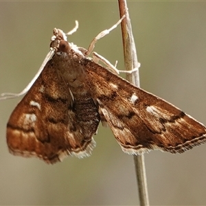 Nacoleia rhoeoalis at Hall, ACT - 6 Oct 2024 10:44 AM