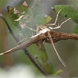 Nacoleia rhoeoalis at Hall, ACT - 6 Oct 2024 10:44 AM