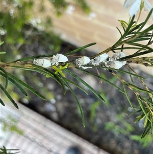 Icerya sp. (genus) at Ellenbrook, WA - suppressed