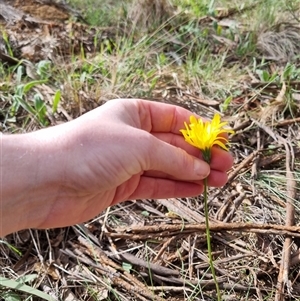 Microseris walteri at Bungendore, NSW - 6 Oct 2024