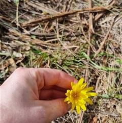 Microseris walteri at Bungendore, NSW - 6 Oct 2024