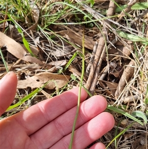 Microseris walteri at Bungendore, NSW - 6 Oct 2024