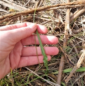 Microseris walteri at Bungendore, NSW - suppressed