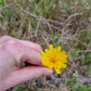 Microseris walteri at Bungendore, NSW - 6 Oct 2024 04:14 PM