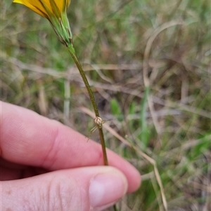 Microseris walteri at Bungendore, NSW - 6 Oct 2024 04:14 PM