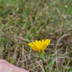 Microseris walteri at Bungendore, NSW - 6 Oct 2024