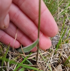 Microseris walteri at Bungendore, NSW - 6 Oct 2024