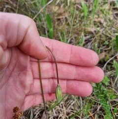 Microseris walteri at Bungendore, NSW - 6 Oct 2024