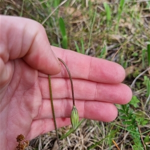 Microseris walteri at Bungendore, NSW - 6 Oct 2024