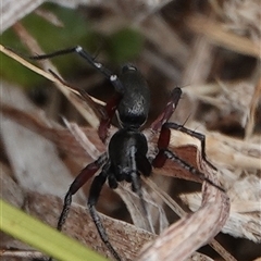 Unidentified Spider (Araneae) at Hall, ACT - 5 Oct 2024 by Anna123